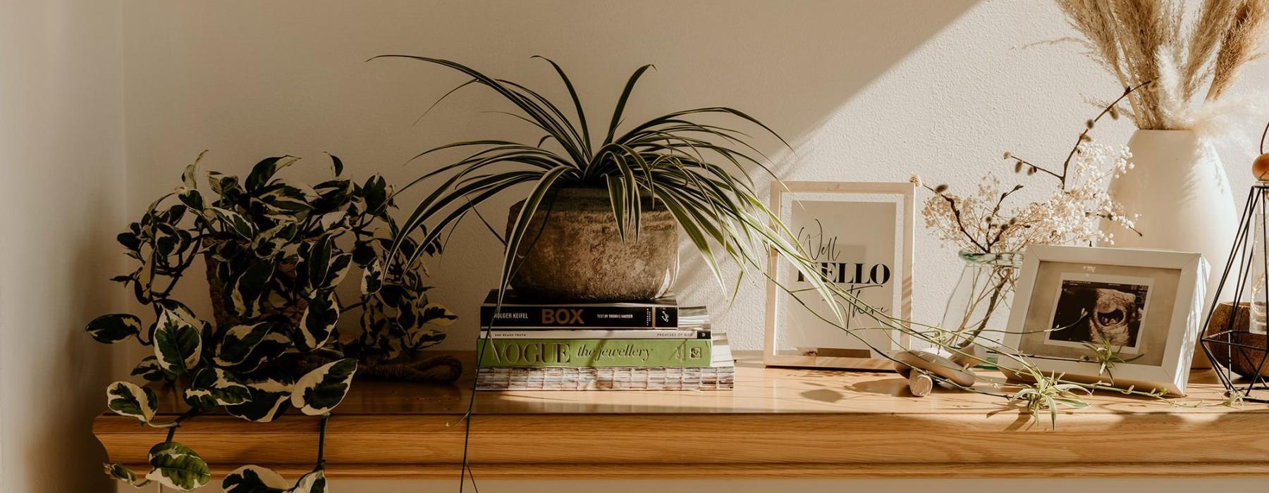 bureau top decorated with potted plants, books and framed pictures